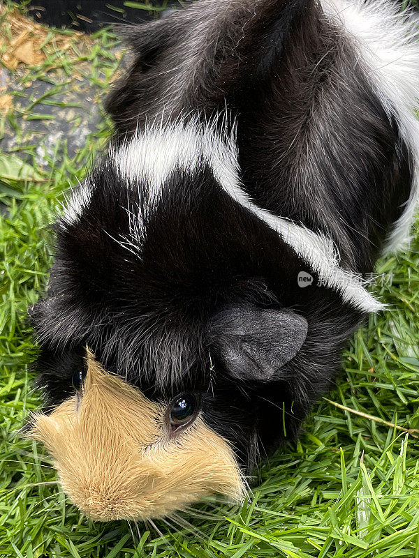 特写图片姜，黑色，白色短毛阿比西尼亚豚鼠(Cavia porcellus)在割草机草收集箱，玳瑁豚鼠吃草，上升的看法